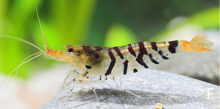 Caridina mariae