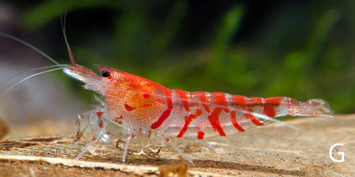 Caridina mariae Caridina mariae