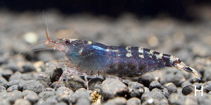 Caridina conghuensis Caridina conghuensis