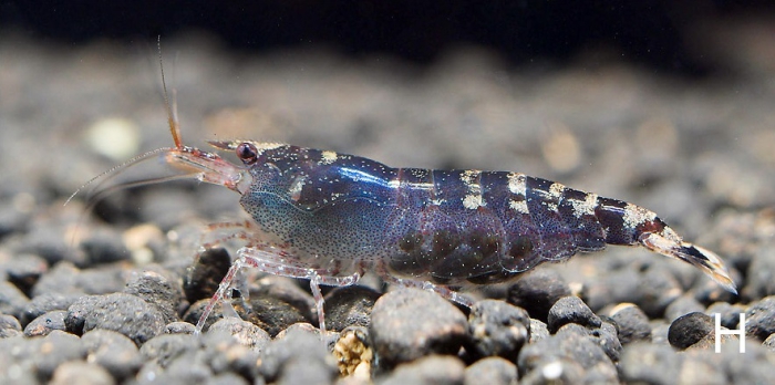 Caridina conghuensis