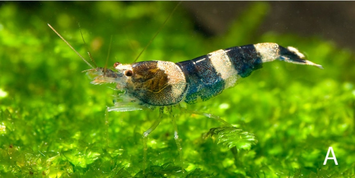 Caridina trifasciata Caridina trifasciata