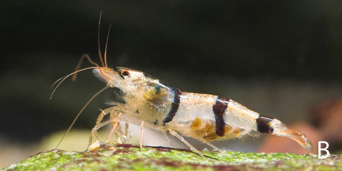 Caridina trifasciata