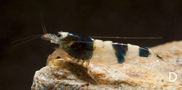 Caridina venusta Caridina venusta