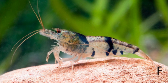 Caridina maculata