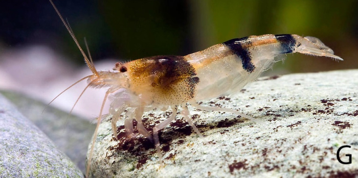 Caridina maculata Caridina maculata