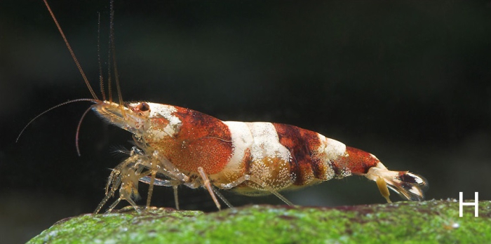 Caridina maculata