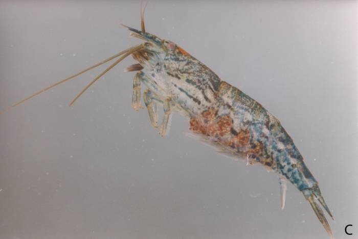 Atyoida tahitensis Atyoida tahitensis