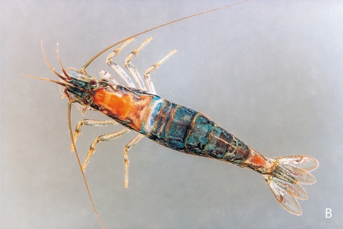 Atyoida tahitensis