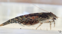 Atyoida tahitensis, author: Marquet, Gérard