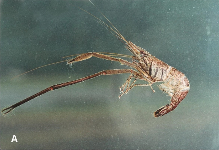 Macrobrachium australe Macrobrachium australe