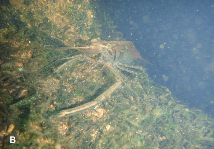 Macrobrachium ustulatum Macrobrachium ustulatum