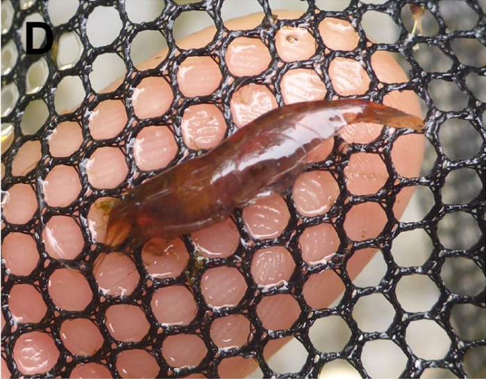 Caridina malanda