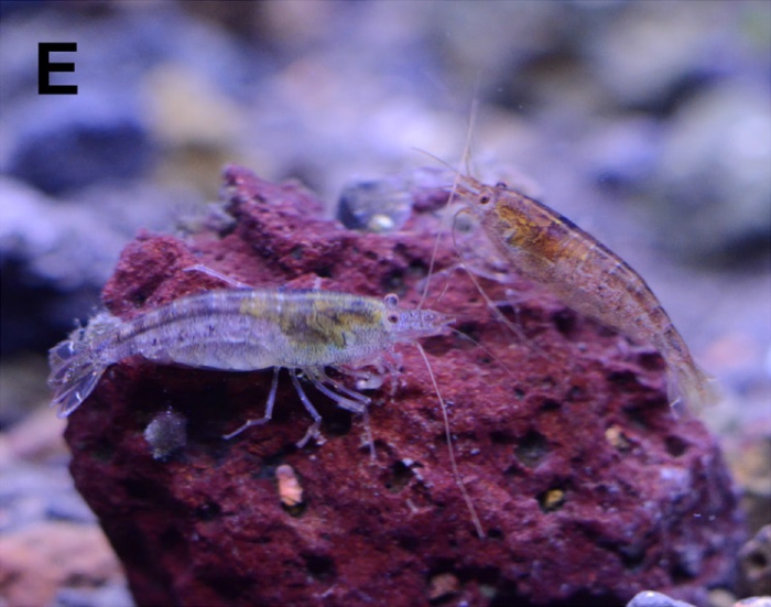 Caridina malanda