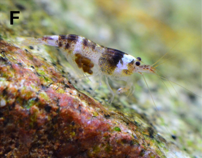 Caridina zebra