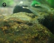 Caridina confusa