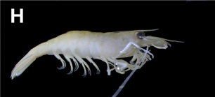 Caridina confusa