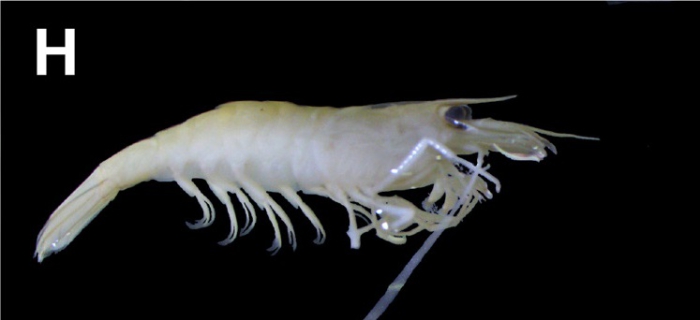 Caridina confusa Caridina confusa