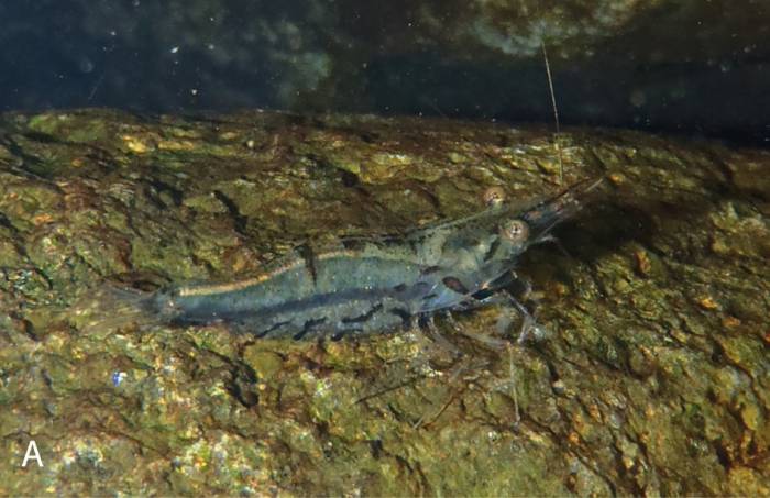 Caridina variabilirostris