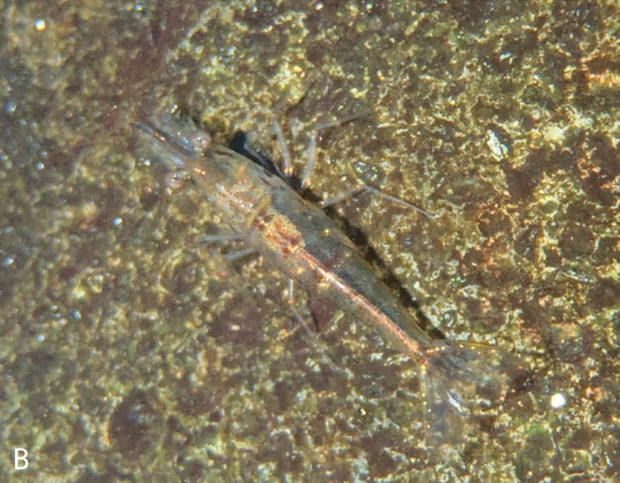 Caridina variabilirostris