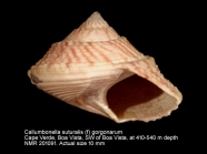 Callumbonella suturalis
