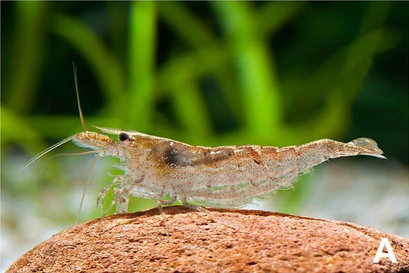 Neocaridina davidi