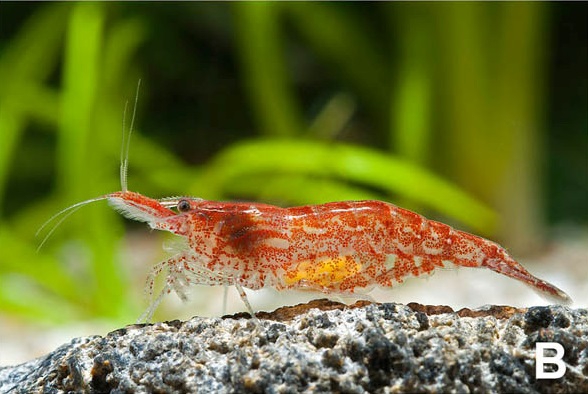 Neocaridina davidi