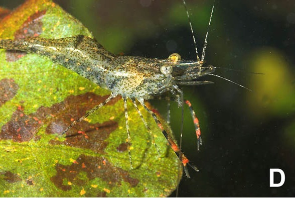 Macrobrachium dayanum Macrobrachium dayanum