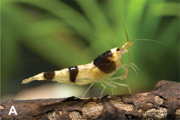 Caridina boehmei