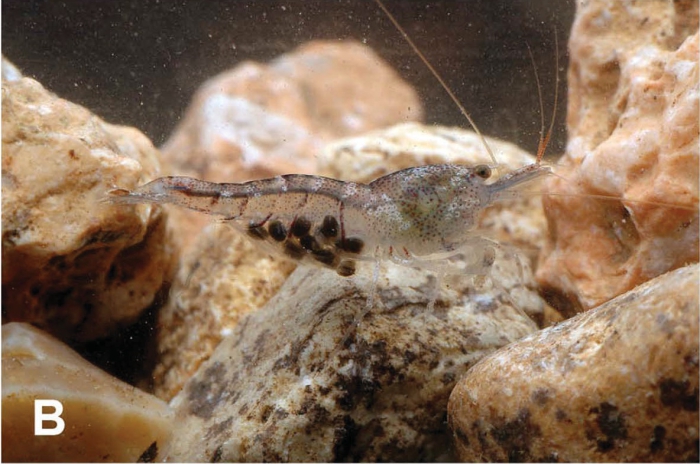 Caridina butonensis