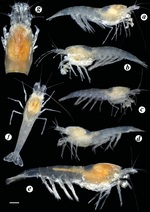 Troglocaris (Xiphocaridinella) jusbaschjani