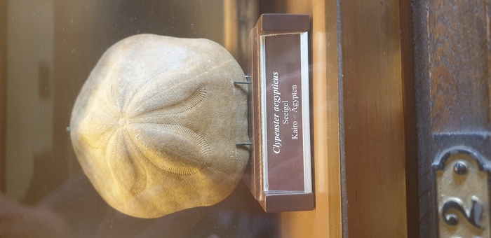 Clypeaster aegyptiacus at NHM Vienna Clypeaster aegyptiacus at NHM Vienna