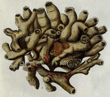 Spongia tubulosa sensu Esper, 1797
