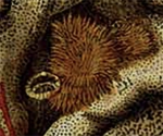 Scopalina caespes Ehlers, 1870