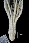 Bathycrinus campbellianus P H Carpenter, 1884, TYPE BMNH 85.3.30.34