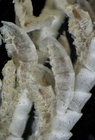 Bathycrinus campbellianus TYPE BMNH 85.3.30.34