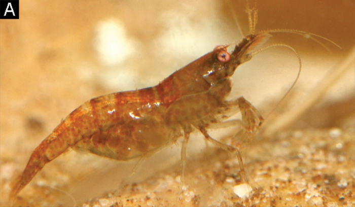 Caridina biyiga