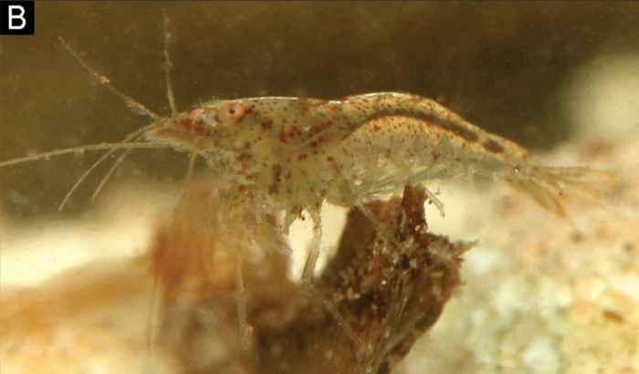 Caridina biyiga