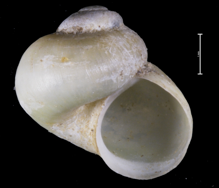 Valvata stenotrema shell Valvata stenotrema shell