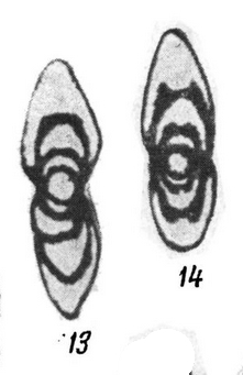 Eostaffella acuta Grozdilova & Lebedeva, 1950 Eostaffella acuta Grozdilova & Lebedeva, 1950