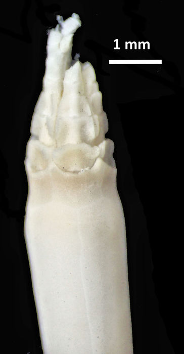 Democrinus braueri japonicus  Gislén, 1927, Copenhagen Holotype CRI-9