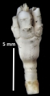 Democrinus brevis (A H Clark, 1909) Holotype BMNH 84.6.20.8