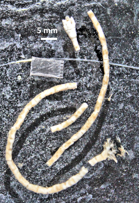 Democrinus brevis (A H Clark, 1909) Holotype BMNH 84.6.20.8 Democrinus brevis (A H Clark, 1909) Holotype BMNH 84.6.20.8
