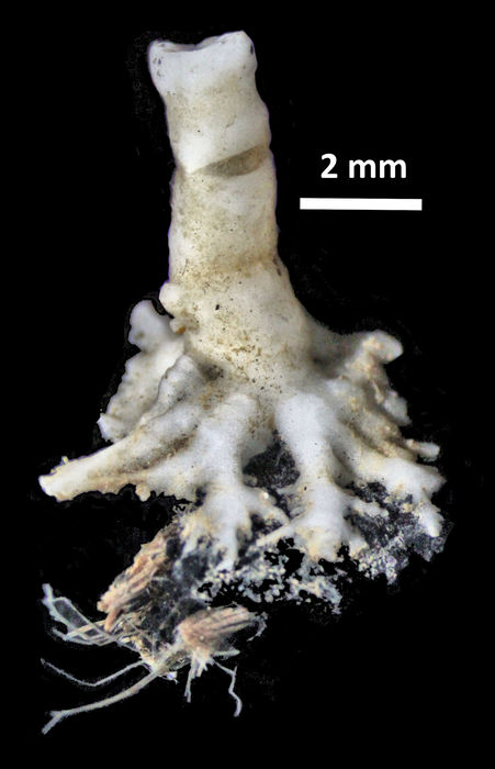 Democrinus brevis (A H Clark, 1909) Holotype BMNH 84.6.20.8 Democrinus brevis (A H Clark, 1909) Holotype BMNH 84.6.20.8