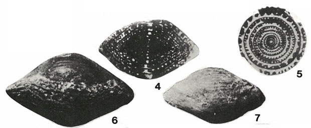 Beedeina girtyi (Dunbar & Condra, 1927) Beedeina girtyi (Dunbar & Condra, 1927)