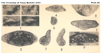 Codonofusiella paradoxica Dunbar & Skinner, 1937
