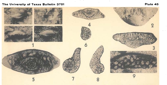 Codonofusiella paradoxica Dunbar & Skinner, 1937 Codonofusiella paradoxica Dunbar & Skinner, 1937