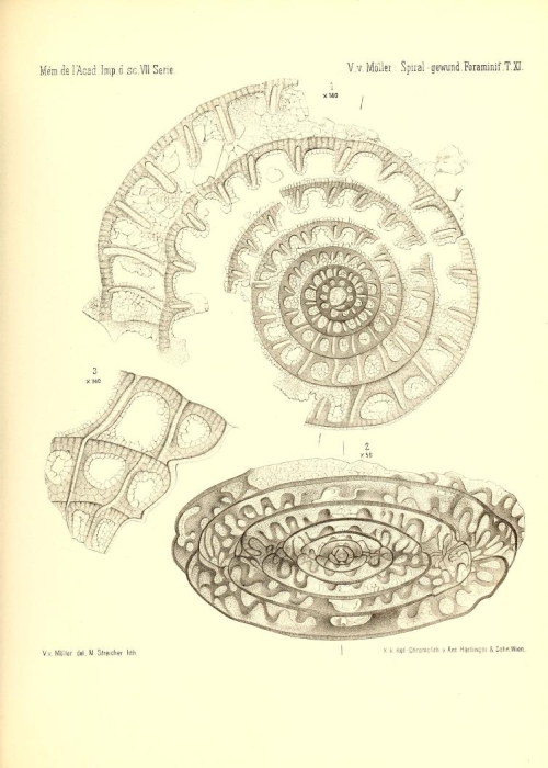 Hemifusulina bocki Möller, 1878 Hemifusulina bocki Möller, 1878