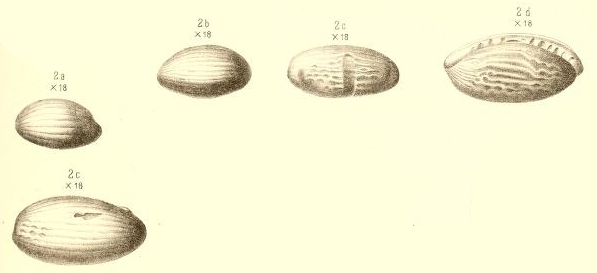 Hemifusulina bocki Möller, 1878
