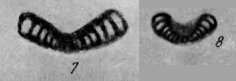 Turrispira mira Reitlinger, 1950 Turrispira mira Reitlinger, 1950