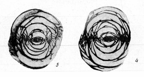 Schwagerina sphaerica var. karnica Shcherbovich, 1949